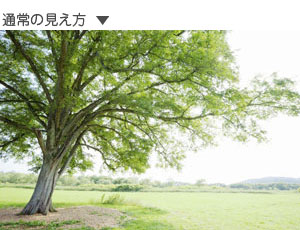 通常の見え方